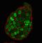 Cyclin Dependent Kinase Inhibitor 1B antibody, GTX34928, GeneTex, Immunofluorescence image 