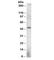 E74 Like ETS Transcription Factor 3 antibody, R35912-100UG, NSJ Bioreagents, Western Blot image 