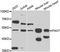 Paired Box 7 antibody, LS-C349067, Lifespan Biosciences, Western Blot image 