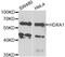 Homeobox A1 antibody, abx005260, Abbexa, Western Blot image 