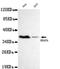 Protein Arginine Methyltransferase 6 antibody, GTX49197, GeneTex, Western Blot image 