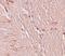 Zinc Finger And BTB Domain Containing 4 antibody, LS-C144304, Lifespan Biosciences, Immunohistochemistry paraffin image 