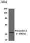 Presenilin 2 antibody, GTX52969, GeneTex, Western Blot image 