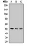 Protein O-Fucosyltransferase 2 antibody, LS-C668854, Lifespan Biosciences, Western Blot image 