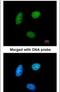 MAF1 Homolog, Negative Regulator Of RNA Polymerase III antibody, PA5-21791, Invitrogen Antibodies, Immunofluorescence image 