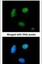 Repressor of RNA polymerase III transcription MAF1 homolog antibody, PA5-21791, Invitrogen Antibodies, Immunofluorescence image 