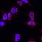 Ring Finger Protein 168 antibody, AF7217, R&D Systems, Immunofluorescence image 