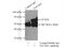 Phosphatidylinositide phosphatase SAC1 antibody, 13033-1-AP, Proteintech Group, Immunoprecipitation image 