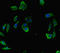 Integrator Complex Subunit 9 antibody, LS-C678358, Lifespan Biosciences, Immunofluorescence image 