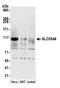 Solute Carrier Family 39 Member 6 antibody, A305-489A, Bethyl Labs, Western Blot image 