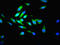 Proteasome Subunit Beta 7 antibody, CSB-PA01345A0Rb, Cusabio, Immunofluorescence image 