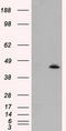 Mitochondrial Translational Release Factor 1 Like antibody, LS-C115054, Lifespan Biosciences, Western Blot image 