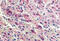 Uracil nucleotide/cysteinyl leukotriene receptor antibody, MBS246757, MyBioSource, Immunohistochemistry frozen image 
