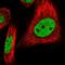 BUD13 Homolog antibody, HPA038341, Atlas Antibodies, Immunofluorescence image 