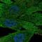 Apolipoprotein D antibody, NBP2-57684, Novus Biologicals, Immunofluorescence image 