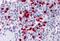 NLR Family Pyrin Domain Containing 7 antibody, MBS243962, MyBioSource, Immunohistochemistry paraffin image 