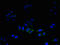 Defender Against Cell Death 1 antibody, LS-C210893, Lifespan Biosciences, Immunofluorescence image 