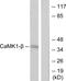 Calcium/calmodulin-dependent protein kinase type 1B antibody, PA5-38710, Invitrogen Antibodies, Western Blot image 