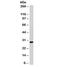 HLA class II histocompatibility antigen, DRB1-15 beta chain antibody, orb317069, Biorbyt, Western Blot image 