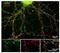 Glutamate Ionotropic Receptor NMDA Type Subunit 2B antibody, NBP1-30037, Novus Biologicals, Immunohistochemistry paraffin image 