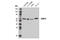 Matrix Metallopeptidase 3 antibody, 14351S, Cell Signaling Technology, Western Blot image 
