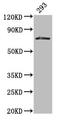 Histidine Decarboxylase antibody, CSB-PA13409A0Rb, Cusabio, Western Blot image 