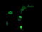 Mitogen-Activated Protein Kinase Kinase 3 antibody, LS-C174434, Lifespan Biosciences, Immunofluorescence image 