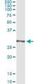 Tripartite Motif Containing 72 antibody, H00493829-M01, Novus Biologicals, Immunoprecipitation image 