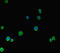 Caspase 8 antibody, A53076-100, Epigentek, Immunofluorescence image 