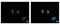 Structural Maintenance Of Chromosomes 6 antibody, NBP2-20420, Novus Biologicals, Immunofluorescence image 