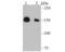 Nucleoporin 153 antibody, NBP2-75598, Novus Biologicals, Western Blot image 
