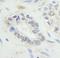 Ring Finger Protein 20 antibody, IHC-00100, Bethyl Labs, Immunohistochemistry frozen image 