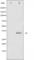 Cyclin Dependent Kinase 1 antibody, abx011800, Abbexa, Western Blot image 