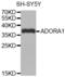 Adenosine A1 Receptor antibody, abx002594, Abbexa, Western Blot image 