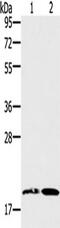 Growth Differentiation Factor 2 antibody, TA350760, Origene, Western Blot image 