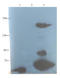 Complement C3b/C4b Receptor 1 (Knops Blood Group) antibody, orb13316, Biorbyt, Western Blot image 