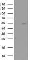 Protein Arginine Methyltransferase 2 antibody, TA503586, Origene, Western Blot image 