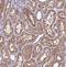 NAD(P)HX Epimerase antibody, NBP2-30943, Novus Biologicals, Immunohistochemistry frozen image 