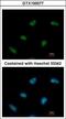 RAD9 Checkpoint Clamp Component A antibody, GTX100077, GeneTex, Immunofluorescence image 