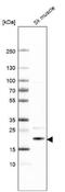 TCAP antibody, NBP1-85544, Novus Biologicals, Western Blot image 