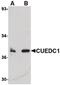 CUE Domain Containing 1 antibody, PA5-20619, Invitrogen Antibodies, Western Blot image 