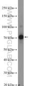 G2 And S-Phase Expressed 1 antibody, 21319-1-AP, Proteintech Group, Western Blot image 