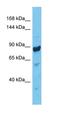 Clathrin Interactor 1 antibody, orb326429, Biorbyt, Western Blot image 