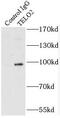 Telomere length regulation protein TEL2 homolog antibody, FNab08591, FineTest, Immunoprecipitation image 