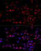 HNRNPH1 antibody, 19-946, ProSci, Immunofluorescence image 