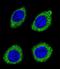 Hydroxysteroid 11-Beta Dehydrogenase 1 Like antibody, LS-C203670, Lifespan Biosciences, Immunofluorescence image 
