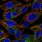 Asialoglycoprotein Receptor 1 antibody, HPA012852, Atlas Antibodies, Immunofluorescence image 