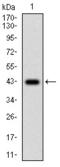 GATA Binding Protein 5 antibody, orb339200, Biorbyt, Western Blot image 