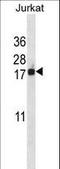 Barrier To Autointegration Factor 1 antibody, LS-C156734, Lifespan Biosciences, Western Blot image 