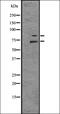 MYB Proto-Oncogene, Transcription Factor antibody, orb336531, Biorbyt, Western Blot image 